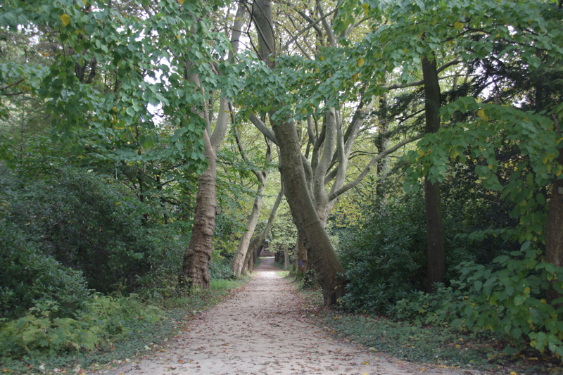 Die Fotografie zeigt einen Weg in einem Park. Rechts und links stehen Bäume mit viel grünem Laub. Die Bäume sind einander zugeneigt und berühren sich beinahe.  So ergibt sich ein überdachter Weg.