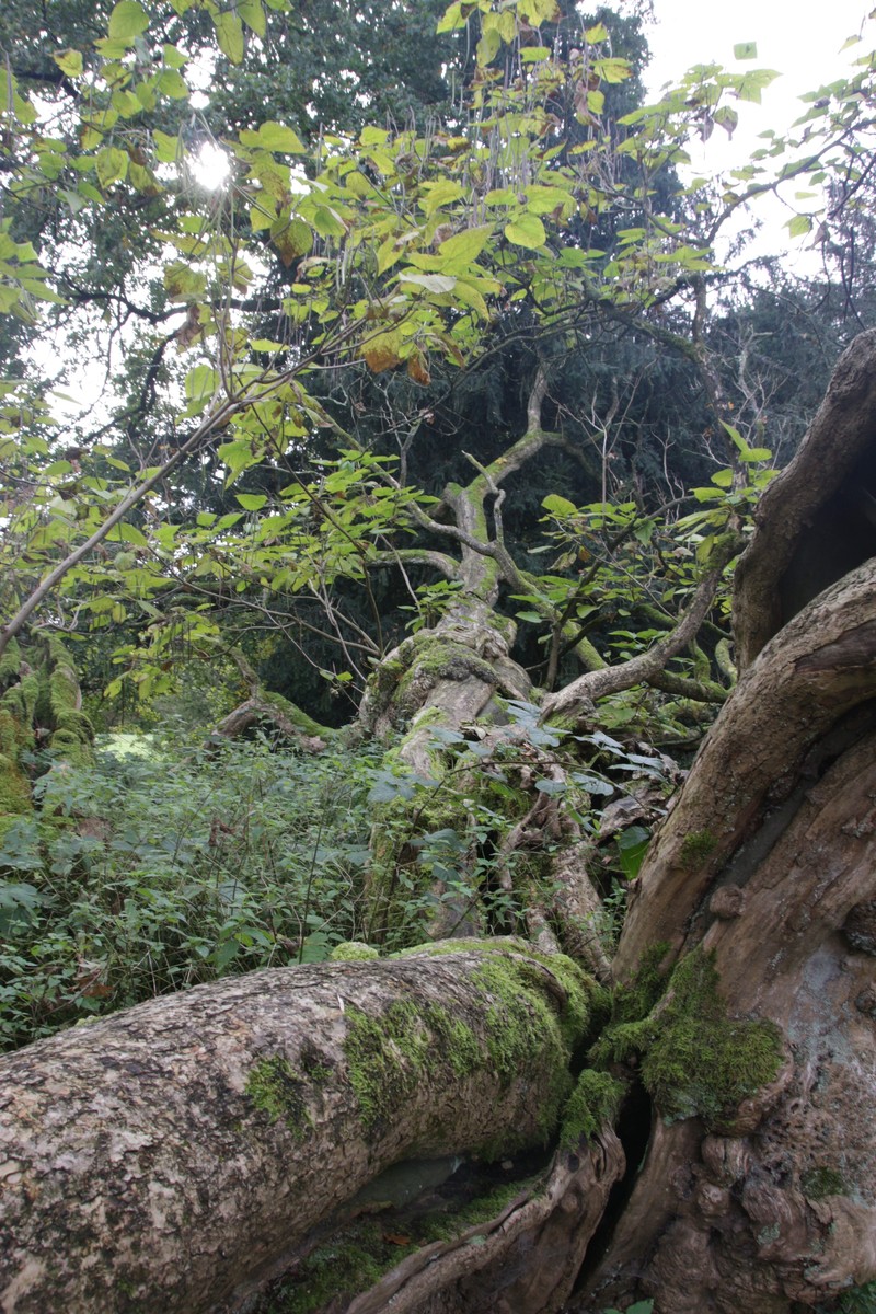 Das Foto zeigt einen alten, umgefallenen Baum. Der Stamm ist mit Moos überzogen. Die Äste tragen vereinzelt grüne Blätter.
