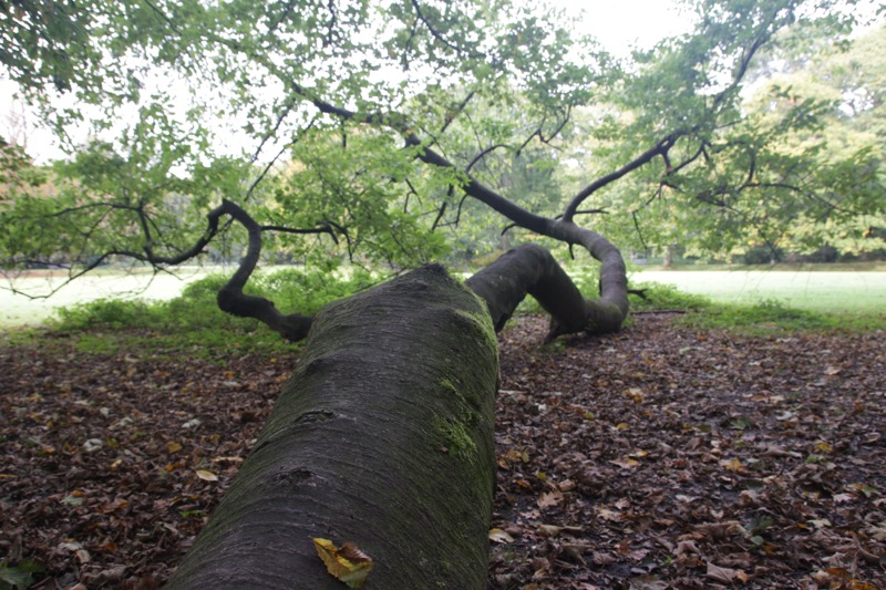 Die Aufnahme zeigt einen Baum, dessen Stamm liegend auf dem Boden wächst. Die Äste zeigen eine Vielzahl an Verzweigungen.