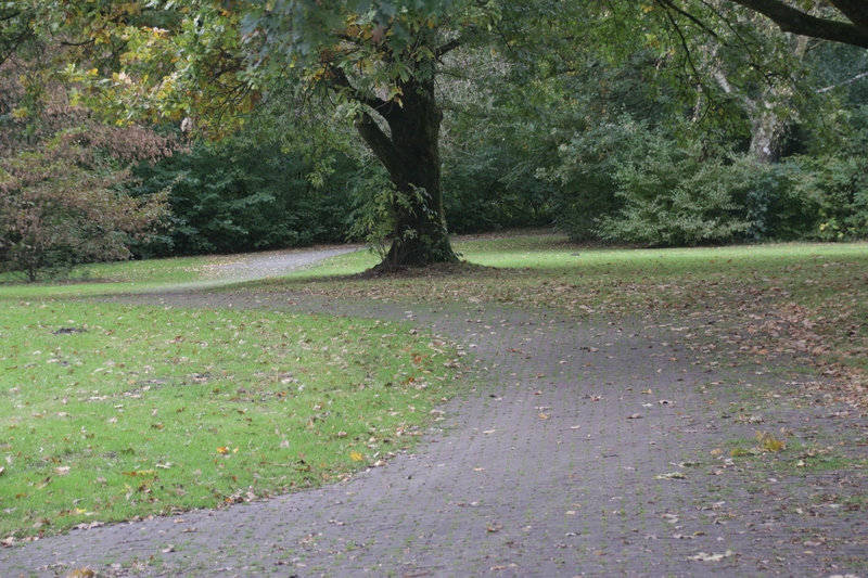 Das Foto zeigt eine Grünfläche im Park. Wege sind von Blättern verdeckt. Büsche und Bäume säumen den Bildrand. In der Bildmitte steht ein einzelner Baum.